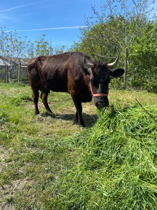 Vaca de vanzare tanara