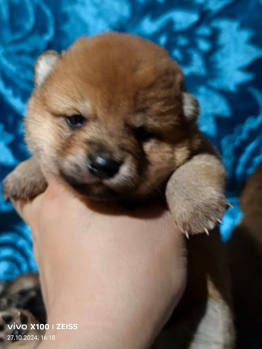 Очаровательные щенки сиба- ину.