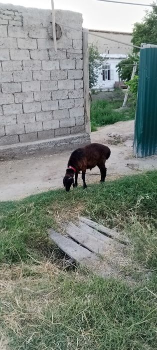 Qõy 2 yosh uyda boqilgan