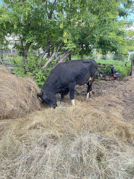 Продам быка производителя