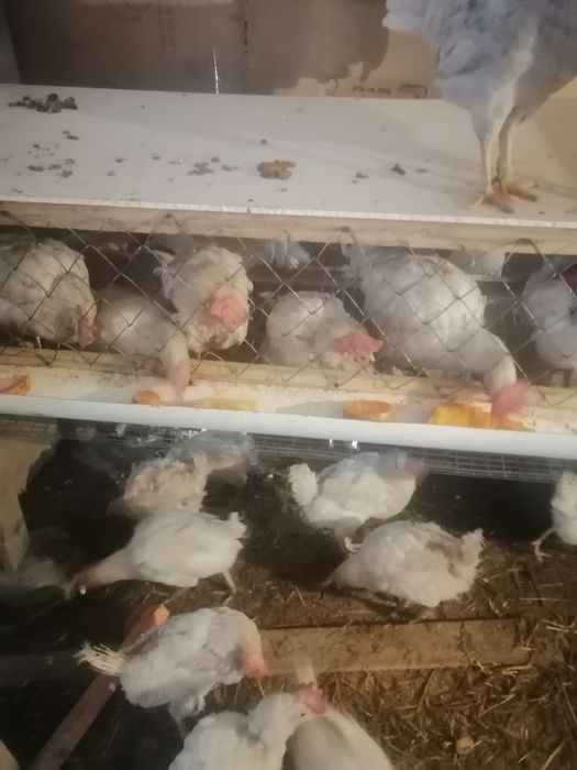 Ак тауык сатылады