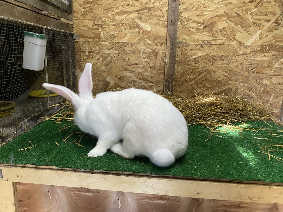 Femele iepure uriaș german alb