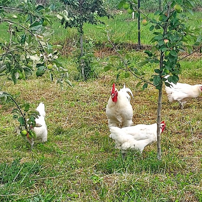 Familie de La bresse 4+1
