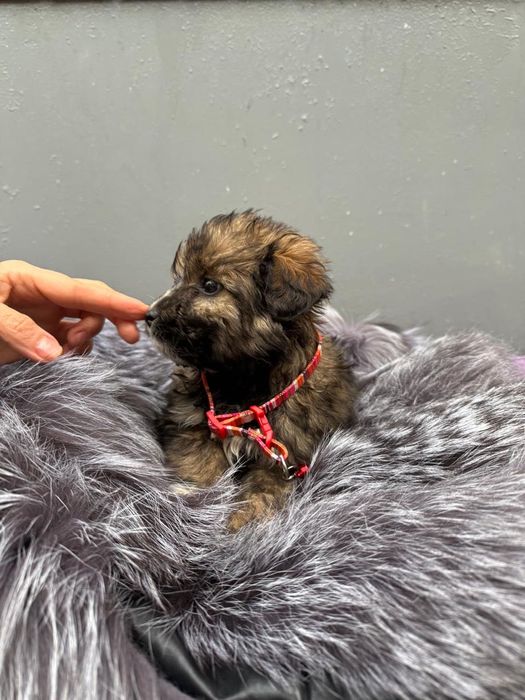 Щенки в хорошие руки