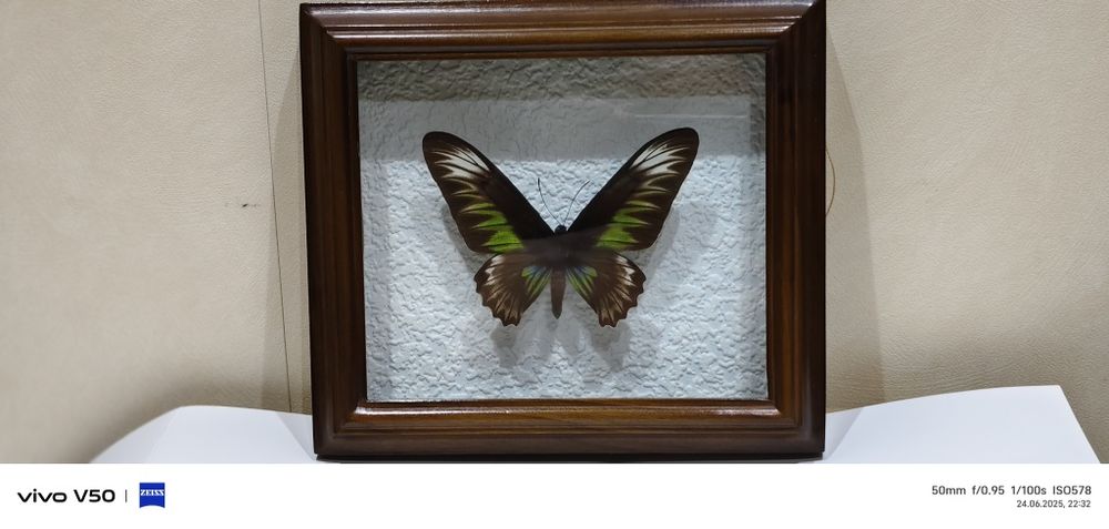 Экзотическая бабочка натуральная. Квадратная рамка Орех.