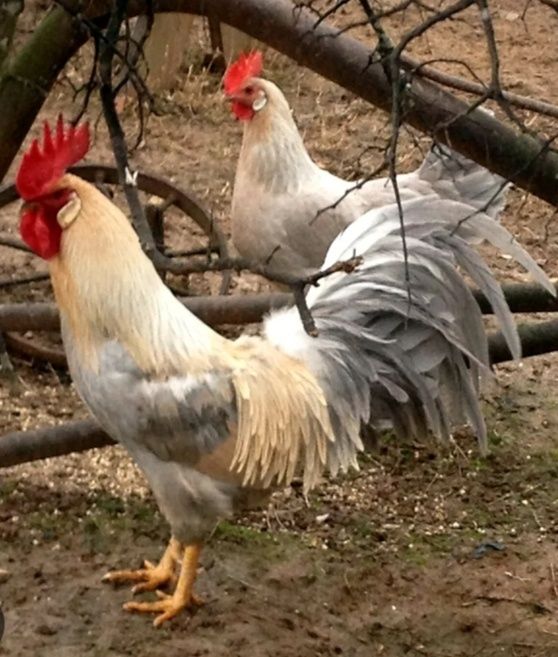 Легорн Изабелла жужалари