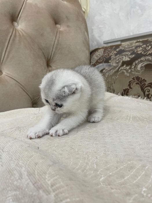 Продается Шотланкие Шиншиллы