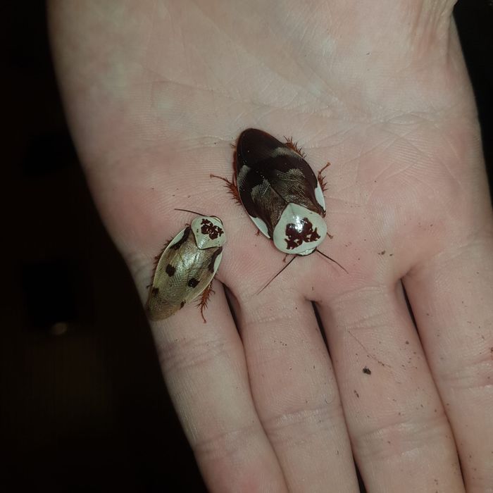 Specii de insecte (Phasmide si Gandaci)