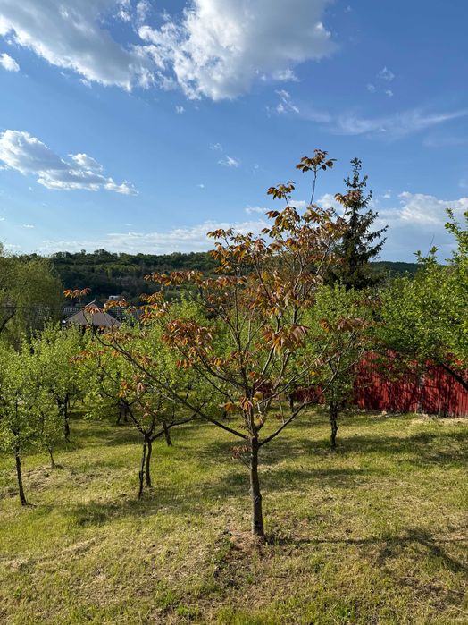 Teren Intravilan 730 mp Valea Mare, Stefanesti, Arges