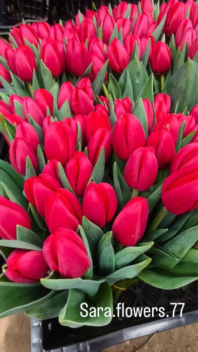 Тюльпаны оптом Алматы