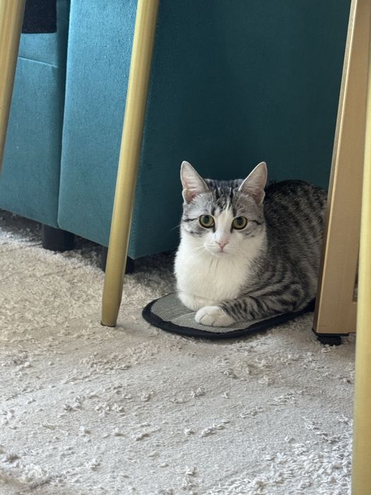 котенок скоттиш страйт мальчик со всеми вещами