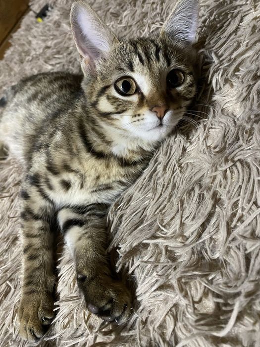 Котенок подросток девочка бенгал