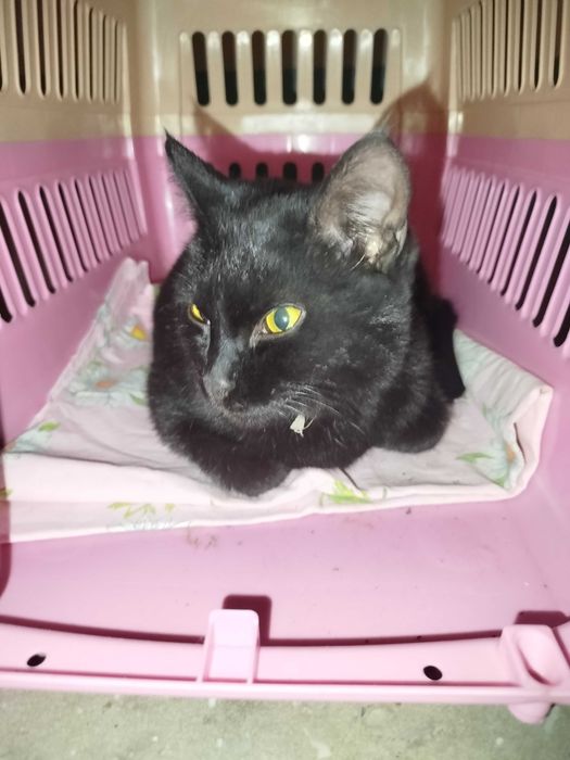 СРОЧНО! Молодой ищет нового хозяина! В добрые руки!