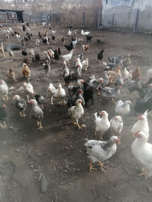 Продам петушков молодых