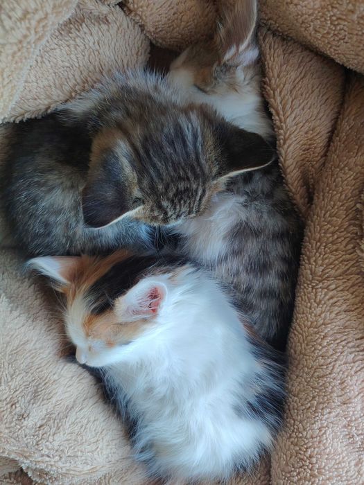 Котёнок от турецкой ангоры