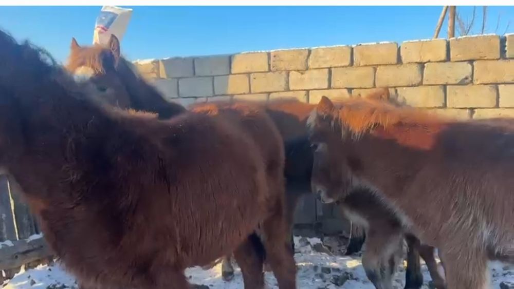 Жеребята 2025г.р