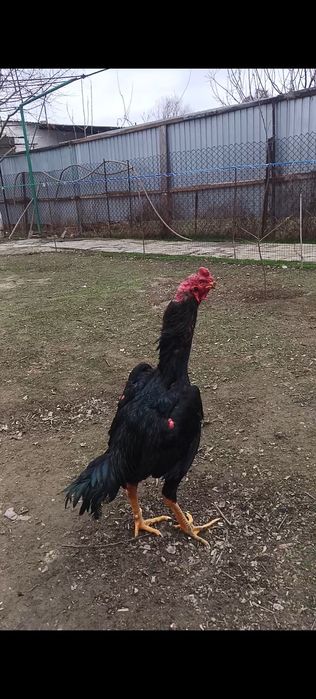 Дакан бойцовый петух