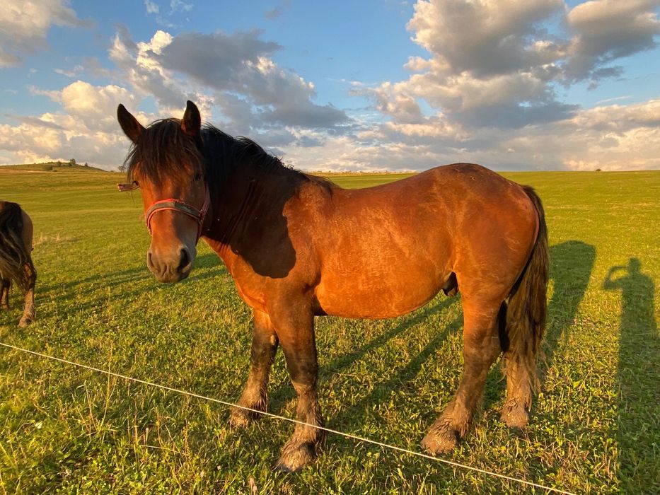 Doua iepe si un armasar schimb cu masina
