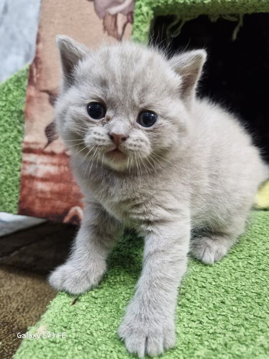 Британские котята