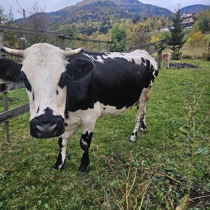 Vaca de vanzare.