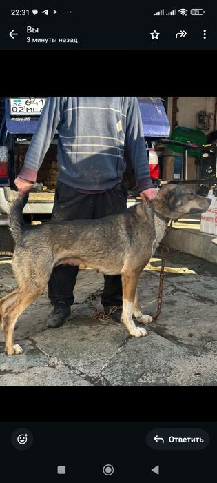 Сука САО , 1 год7мес