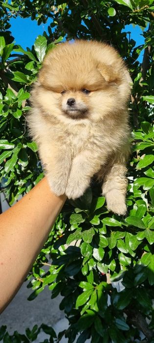 Померан померанчета