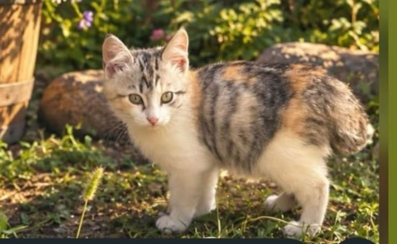 Отдам в добрые руки котят