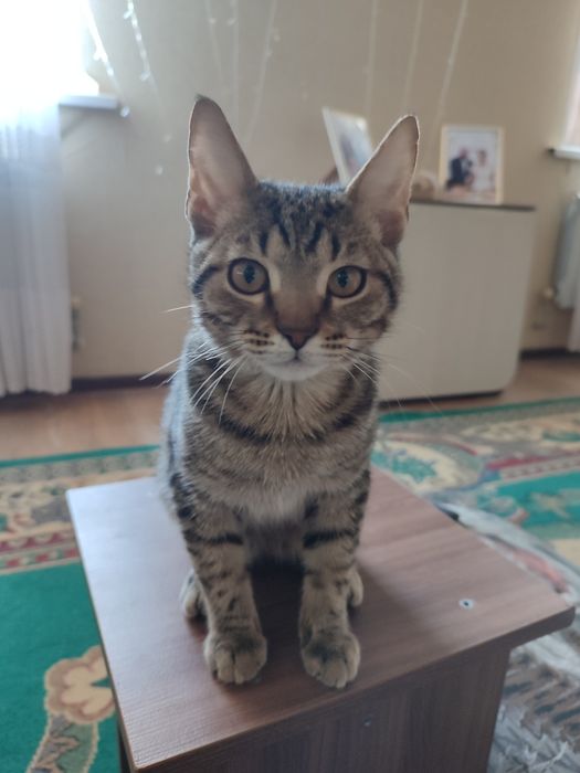 Котенок в добрые руки