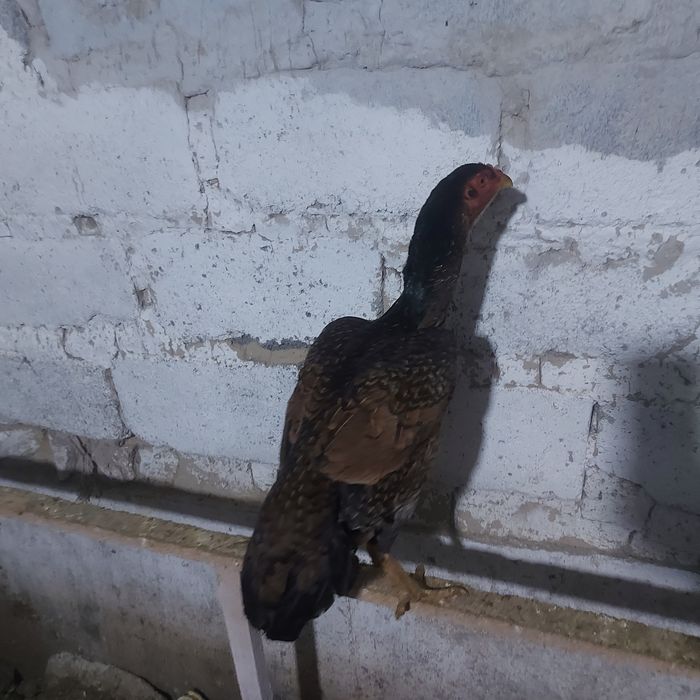 Корейц 1год ноги квадрат