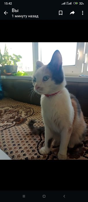 Отдам в добрые руки кошку