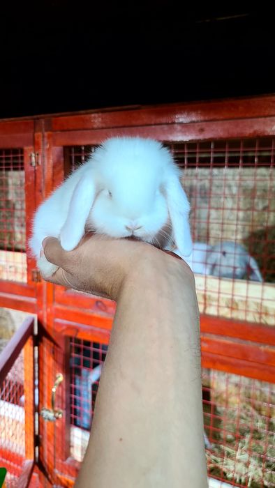 Toza zotli karlik quyon bolalari