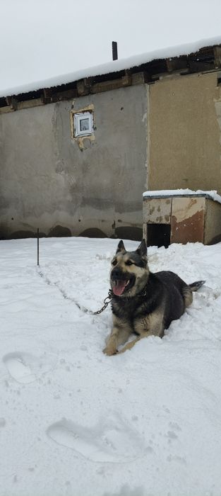 ЕВО чистокровная сучка