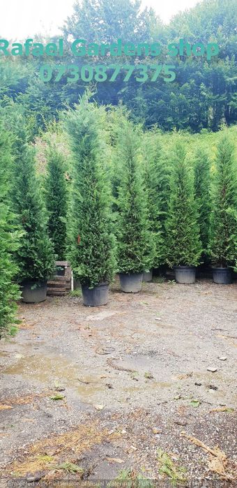 Leylandii Cupressocyparis Ornamental – Livrare Rapidă și Plantare