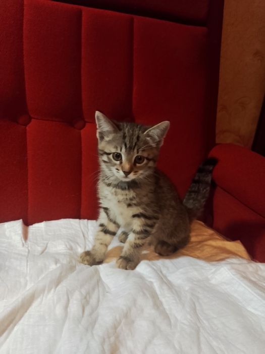 Котята с доставкой