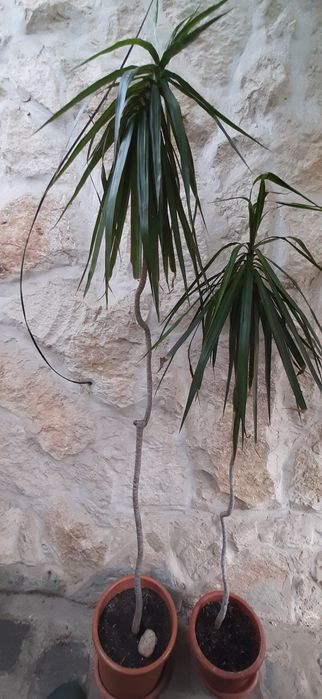 Plante decorative de interior