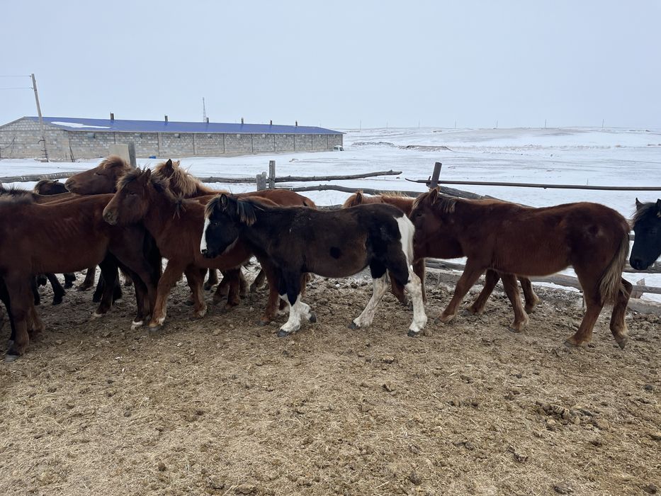 Продам тай оптом