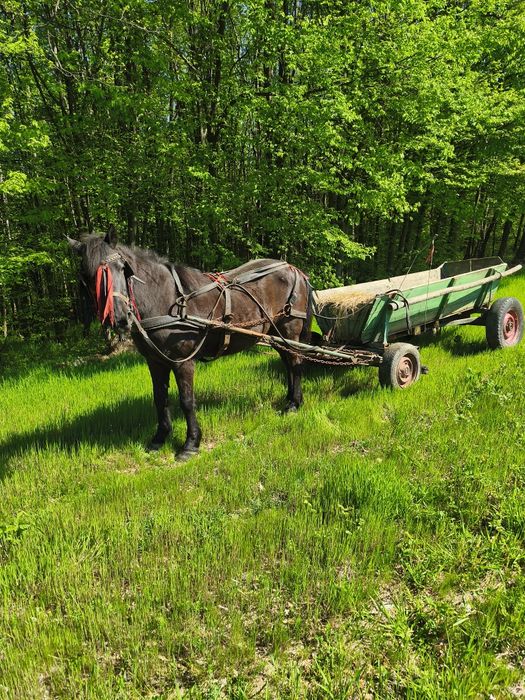 Cal blând de vânzare