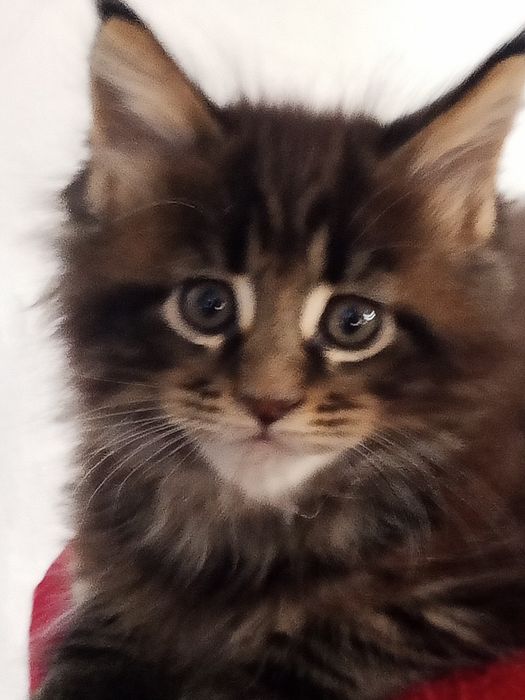 Котята Мейн Кун продаются