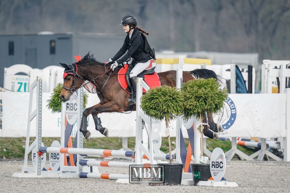 Cal pursange arab 7 ani