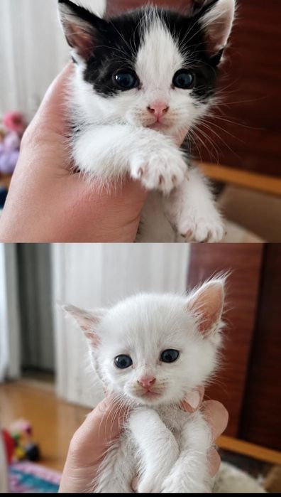 Отдаю четверых котят