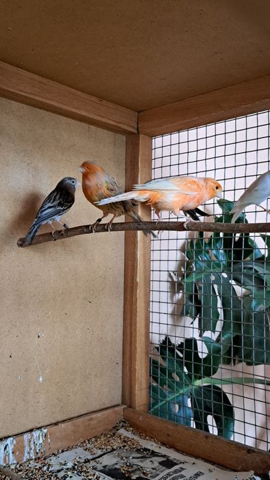 Канарейки. Готовые самки.