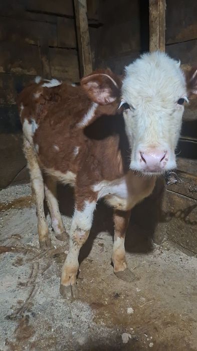 Vând vițică bălțată