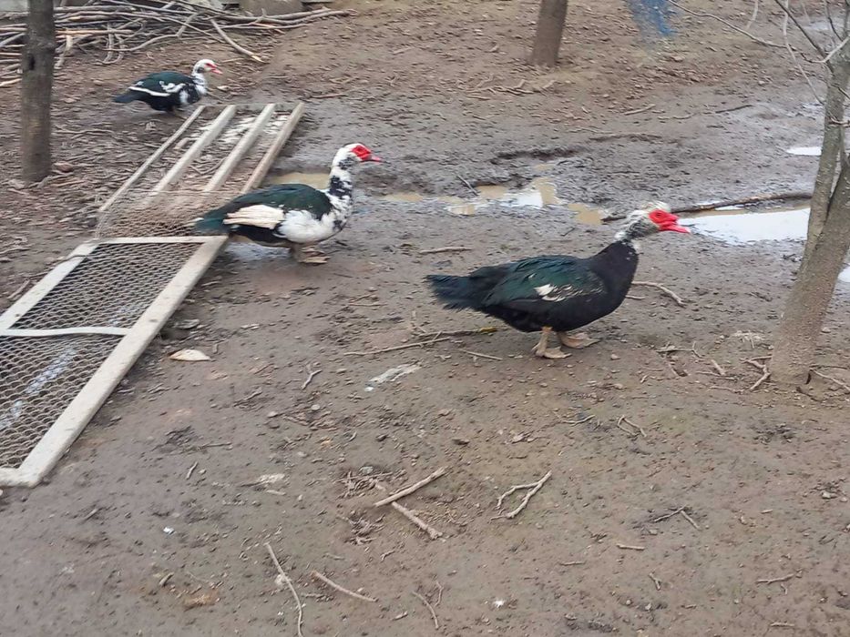 Oua incubat rață leseasca