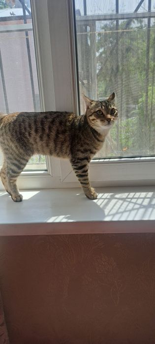 Кошечка подросток