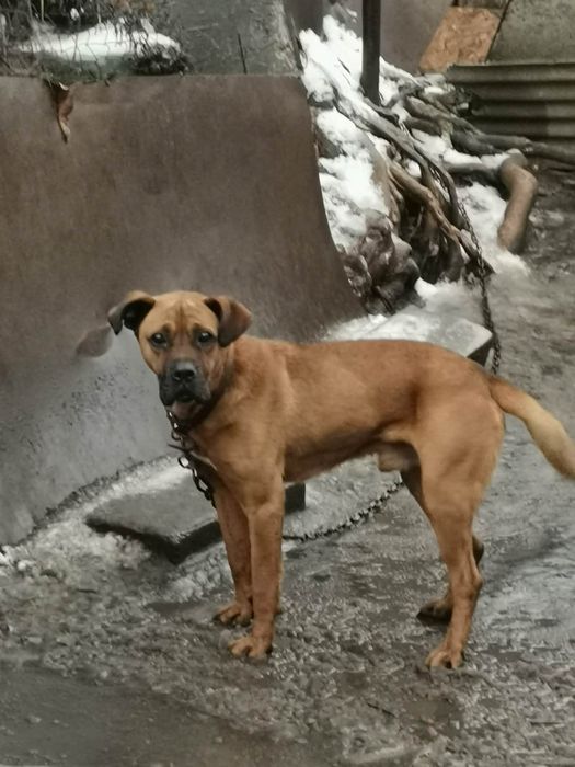 Подарявам куче пазач.Верен приятел.