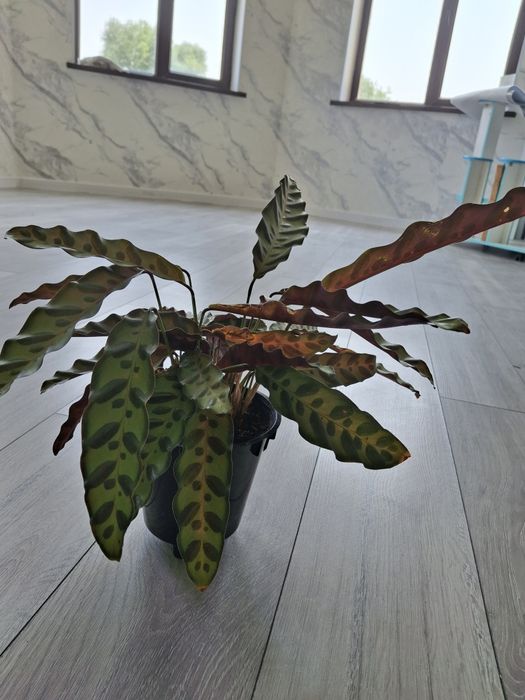 Цветы для дома и для сада