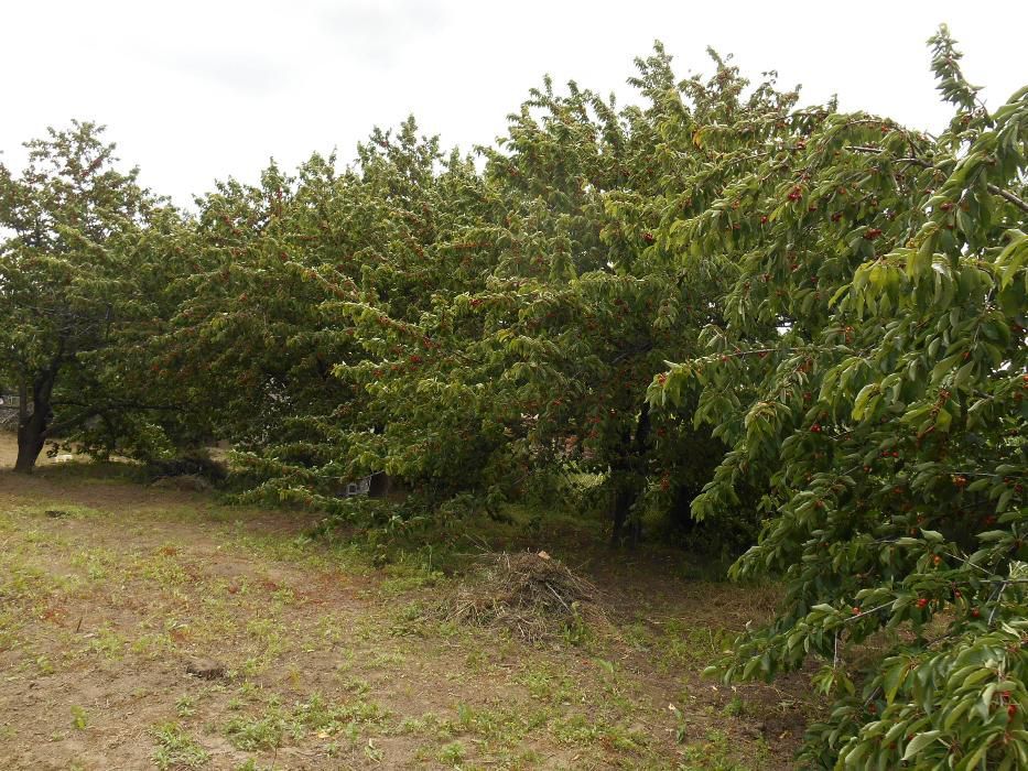 Дворно място в Златитрап