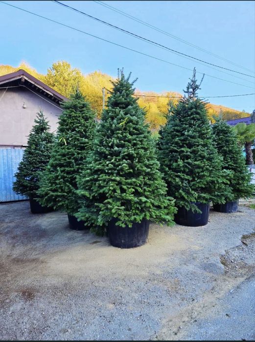 Plante decorative-super pret