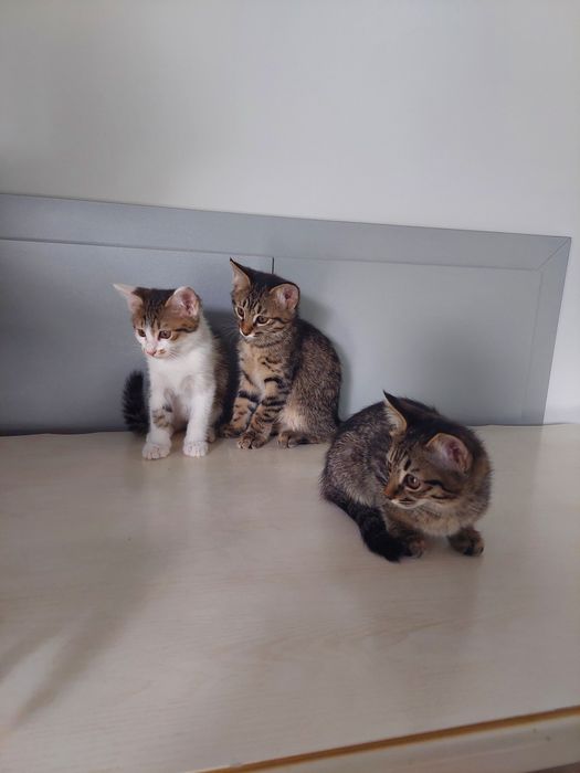 Котенок мальчик Ташкент