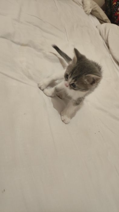 Шотландия кошка сауда бар